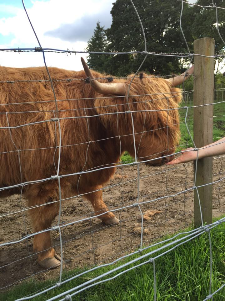 highland-coo